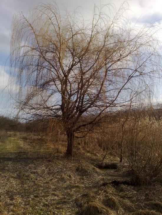 Рогань з panoramio.com - Рогань