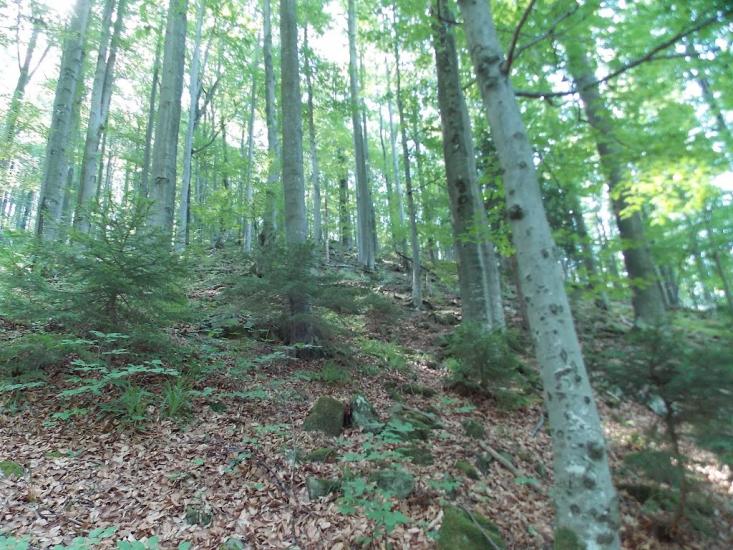 Прокурава з panoramio.com - Прокурава