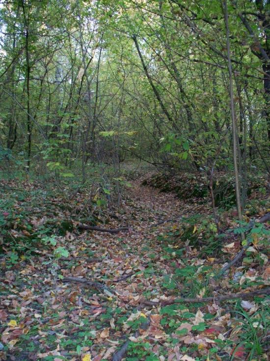 Новоселівка з panoramio.com - Новоселівка