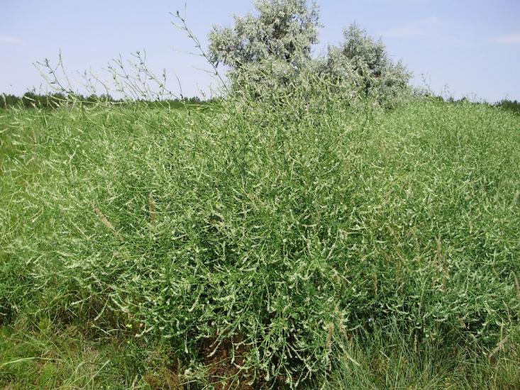 Саги з panoramio.com - Sagy