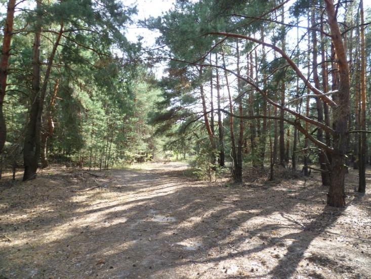 Мареничі з panoramio.com - Мареничі