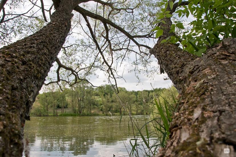 Сінне з panoramio.com - Сінне