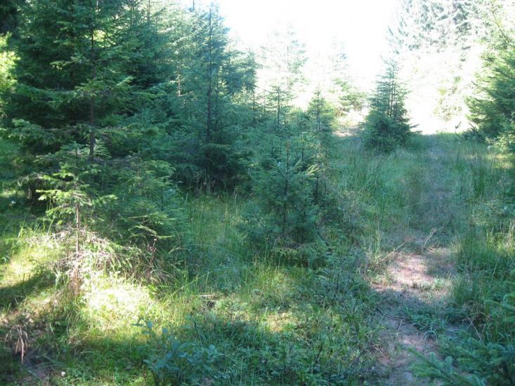 Стебний з panoramio.com - Стебний