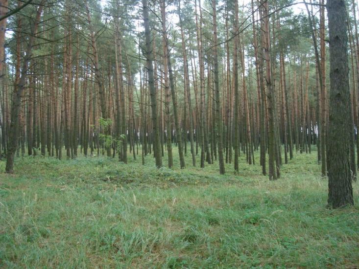 Цвітоха з panoramio.com - Цветоха