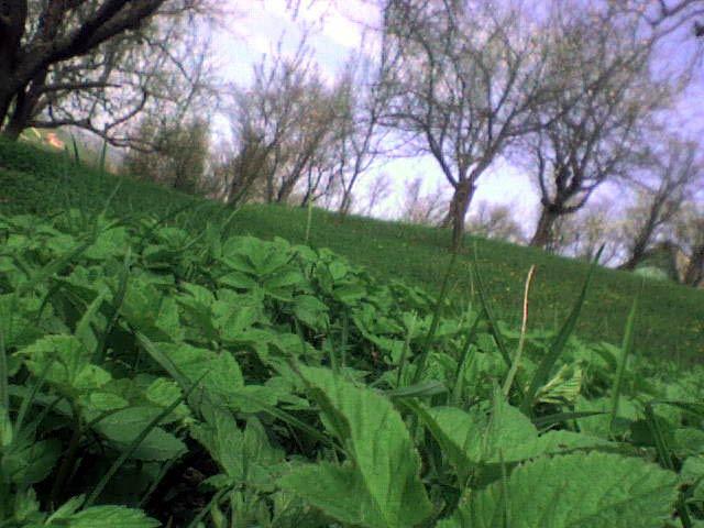 Їжівці з panoramio.com - Иживцы