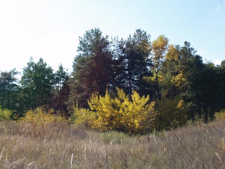Кам'янка-Дніпровська з panoramio.com - Каменка-Днепровская