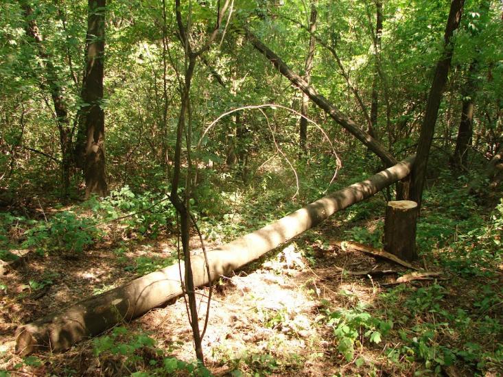 Новий Донбас з panoramio.com - Новий Донбас