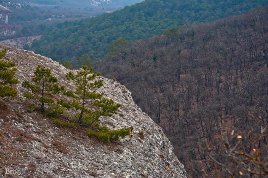 Тургенєвка з panoramio.com - Turgenyevka