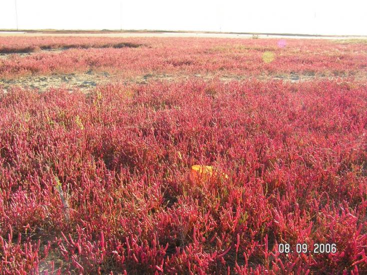 Соляне з panoramio.com - Соляное