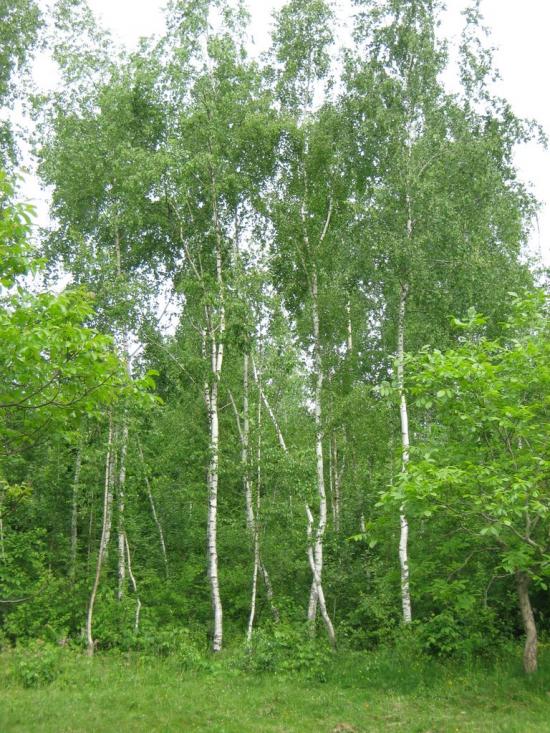 Дебеславці з panoramio.com - Дебеславцы