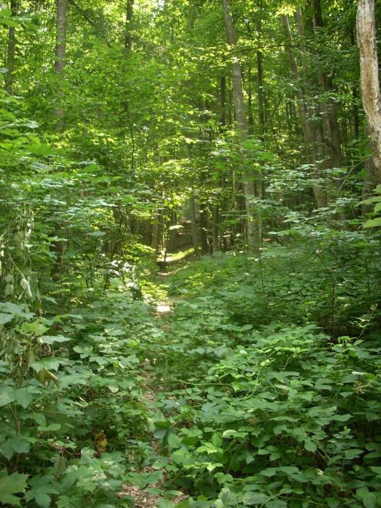 Кам'яниця з panoramio.com - Кам'яниця