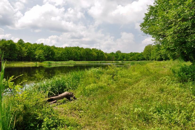 Привілля з panoramio.com - Приволье