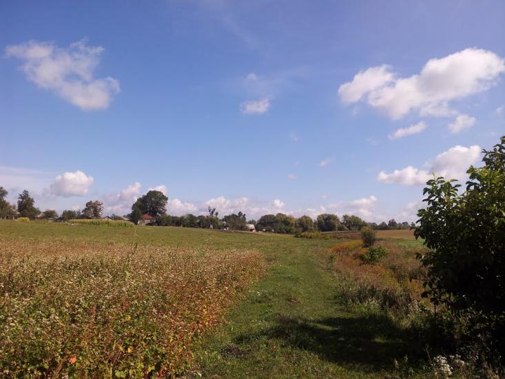 Ріпна з panoramio.com - Ріпна