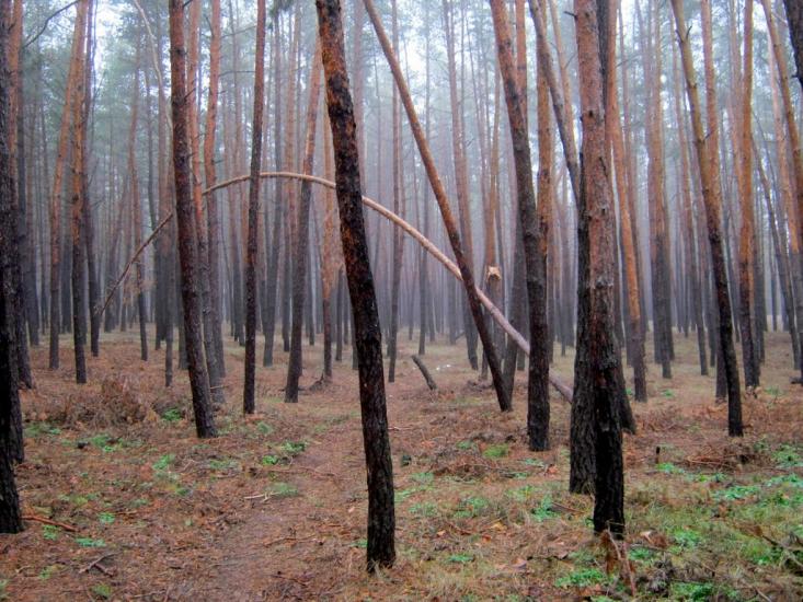 Подоли з panoramio.com - Подоли