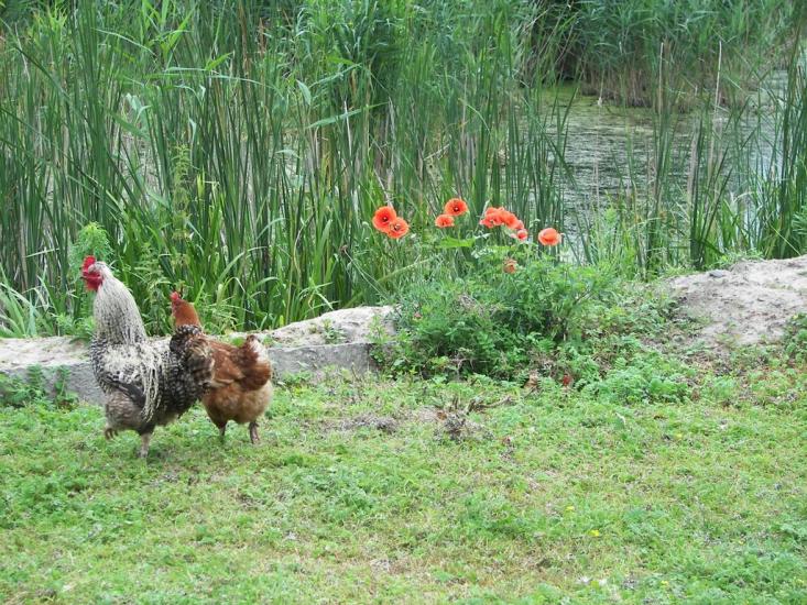 Квасилів з panoramio.com - Квасилов