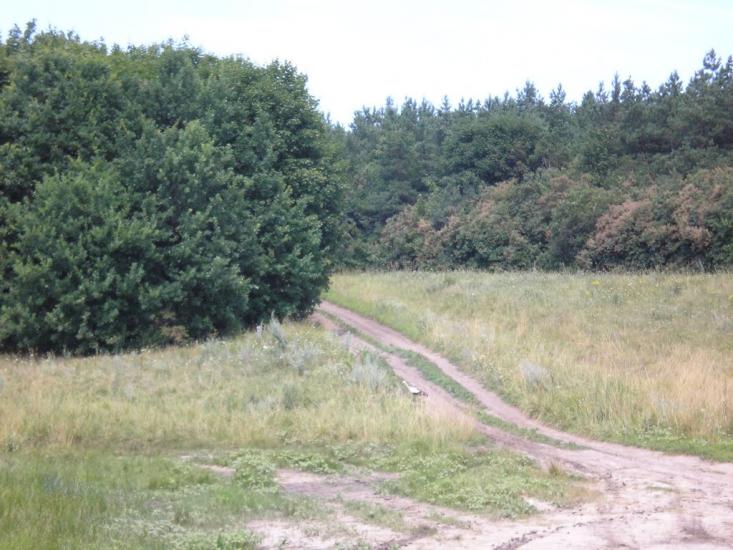 Кам'янка з panoramio.com - Камянка