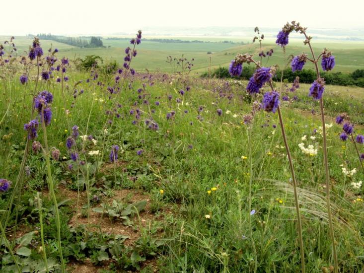 Лазарівка з panoramio.com - Лазаревка