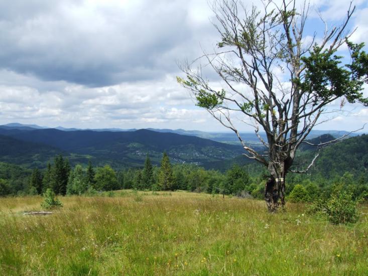 Букове з panoramio.com - Букове