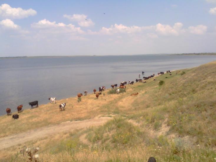 Чорноморка з panoramio.com - Черноморка
