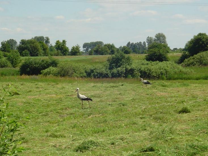 Сокиричі з panoramio.com - Сокиричі