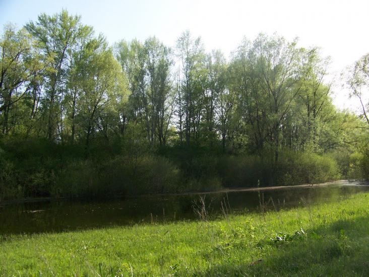 Кривуші з panoramio.com - Kryvushi