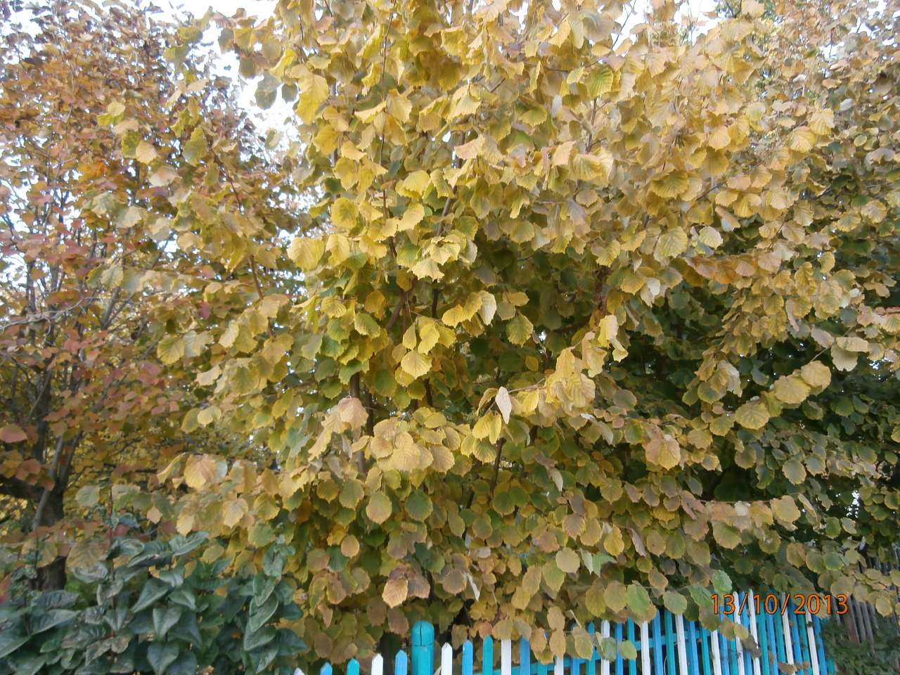 МОЄ ВАТУТІНЕ - Ватутино