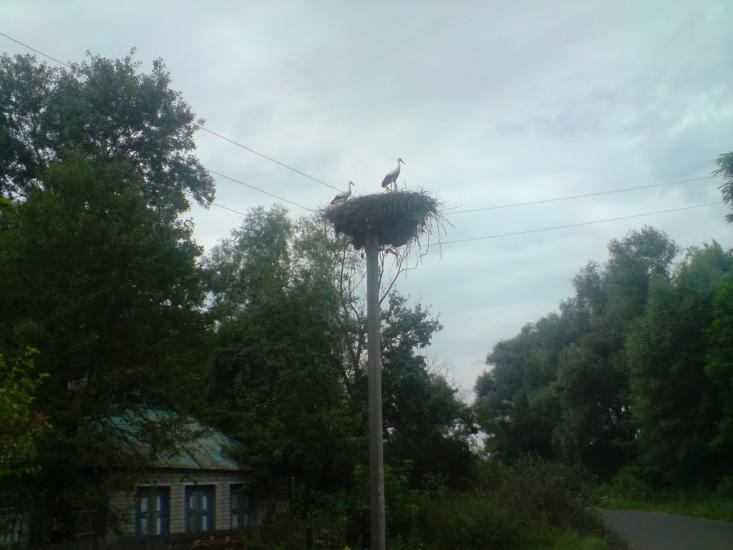 Лабурівка з panoramio.com - Лабуревка