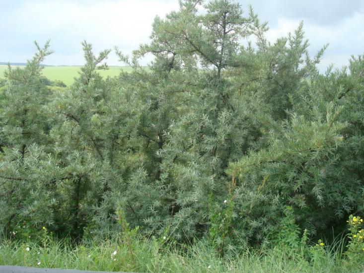 Шаровечка з panoramio.com - Sharovechka
