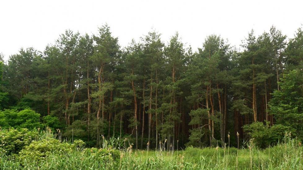 Чехівка з panoramio.com - Чеховка