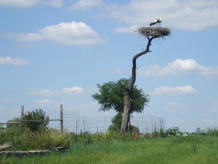 Пухальщина з panoramio.com - Пухальщина