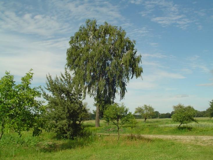 Конопелька з panoramio.com - Конопелька