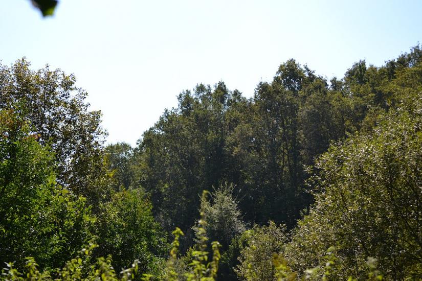 Грабовське з panoramio.com - Грабовское