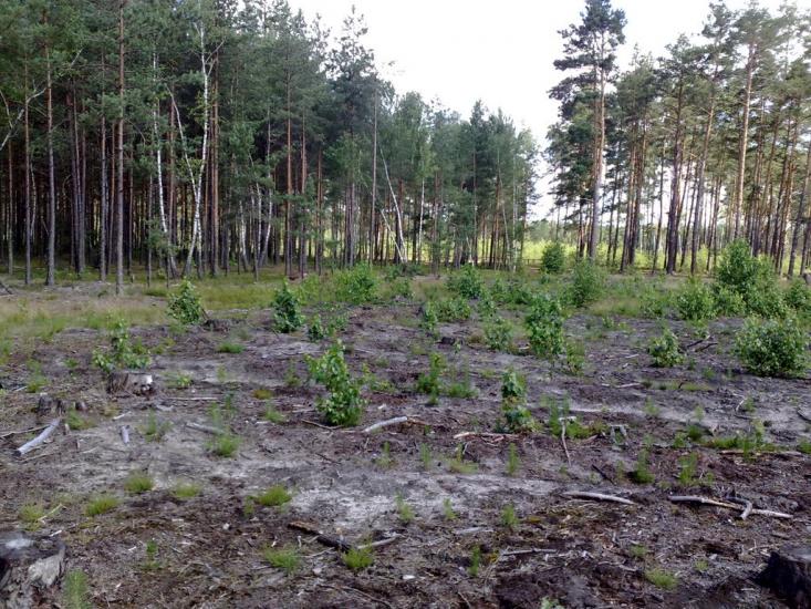 Череваха з panoramio.com - Череваха