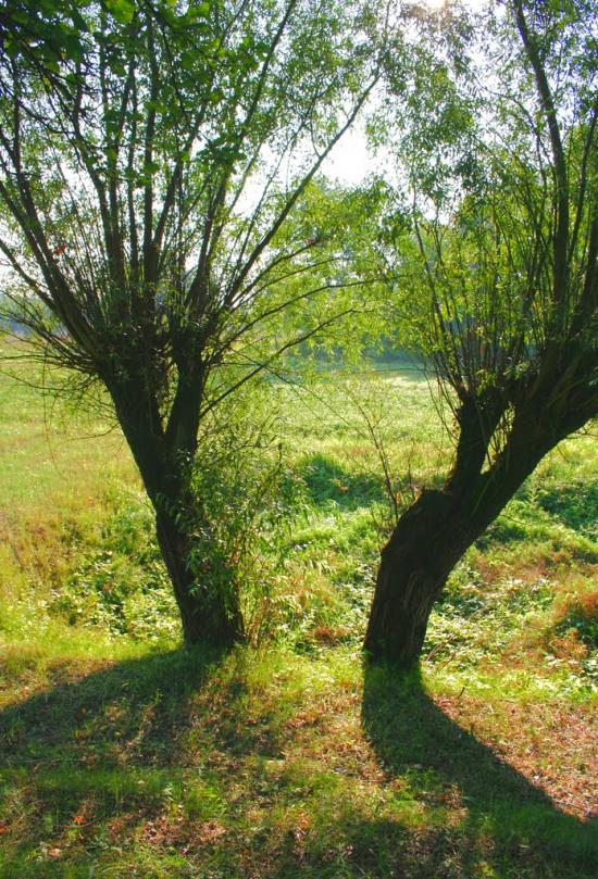 Заможнє з panoramio.com - Заможнє