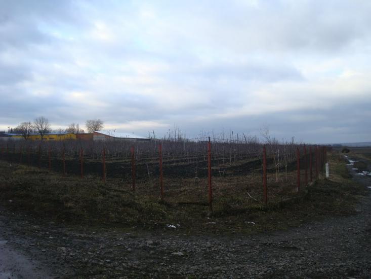 Шаровечка з panoramio.com - Шаровечка