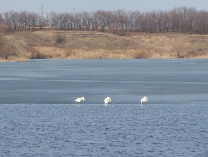 Мартове з panoramio.com - Martove