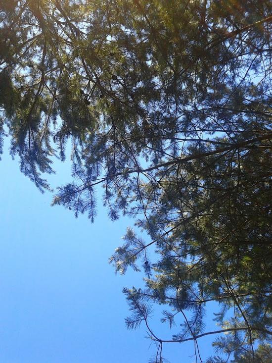 Рясне-Руське з panoramio.com - Рясное-Русское