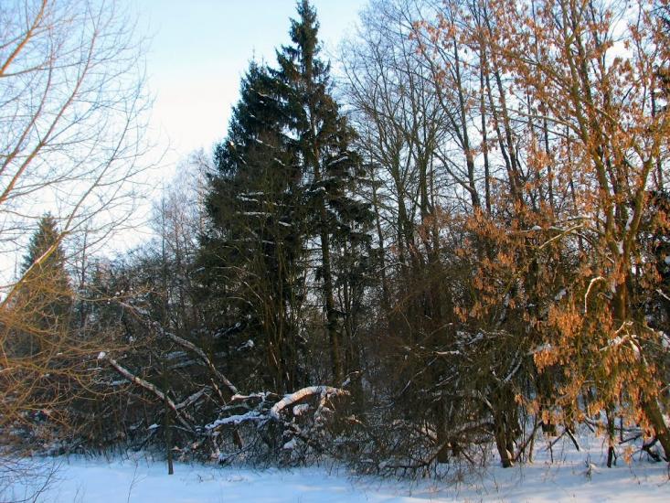Волиця з panoramio.com - Волица