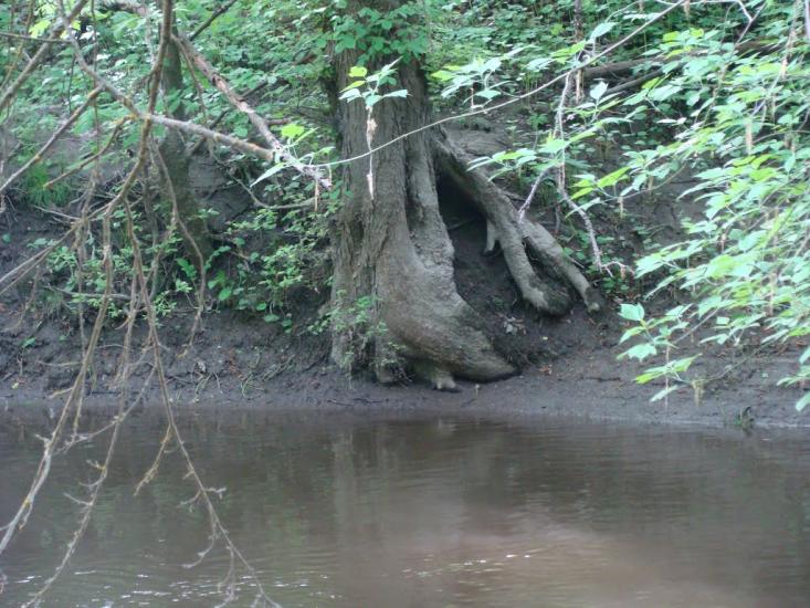 Іванківці з panoramio.com - Ivankivtsi