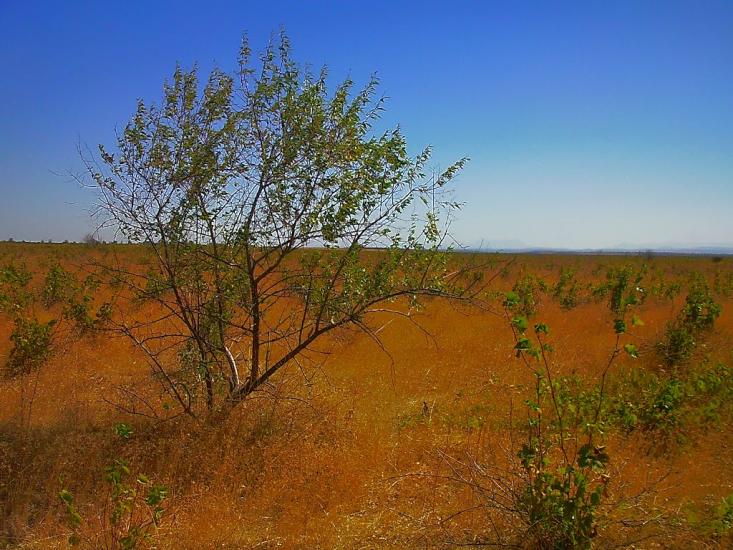 Берегове з panoramio.com - Берегово