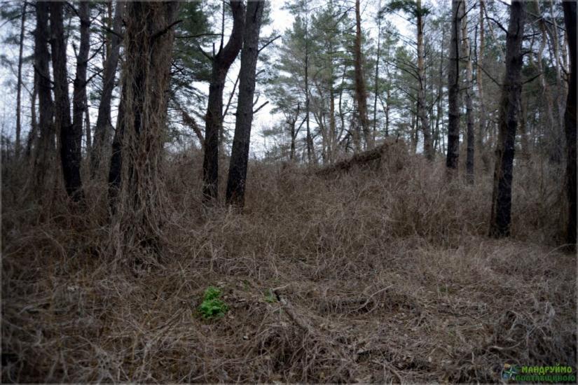 Пасківка з panoramio.com - Пасковка