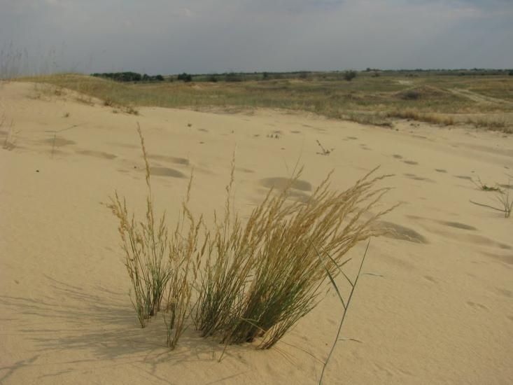Великі Копані з panoramio.com - Великие Копани