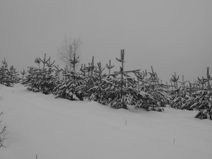 Зазим'я з panoramio.com - Zazymya