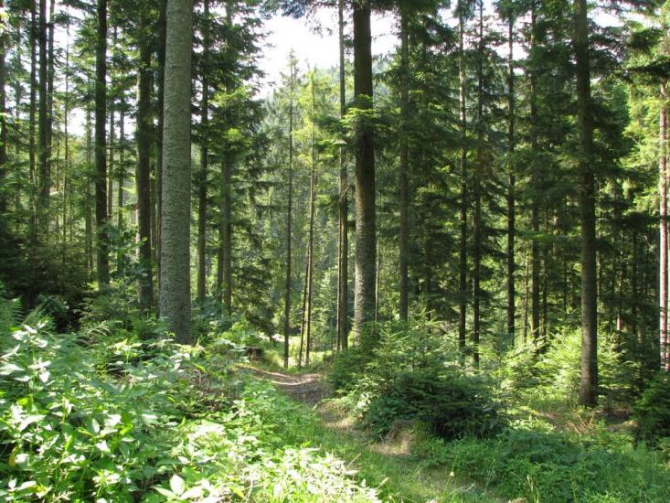 Манява з panoramio.com - Манява