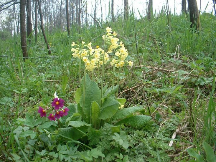 Любинці з panoramio.com - Любинці