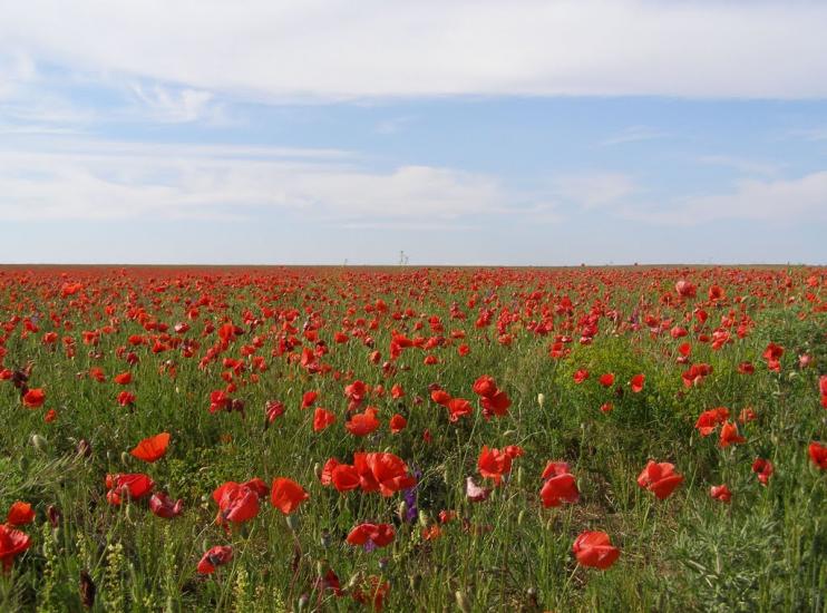 Вітине з panoramio.com - Витино
