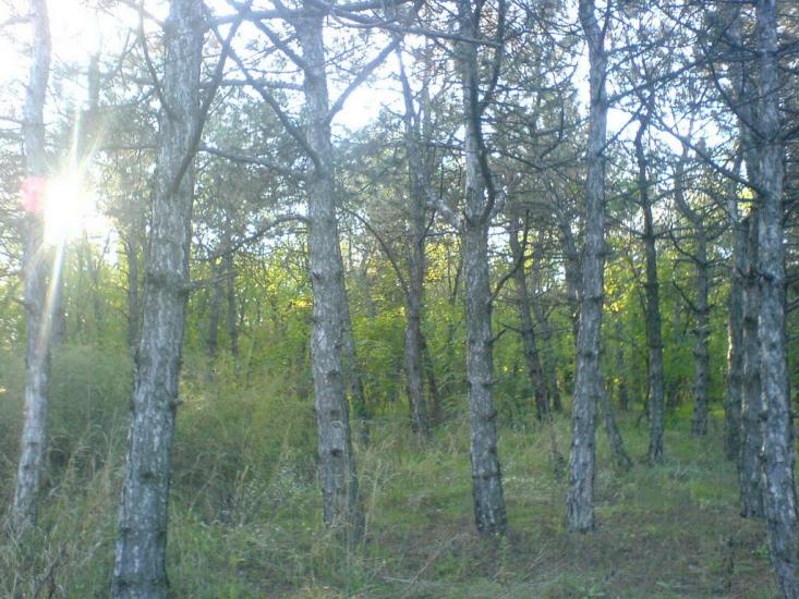 Доброкам'янка з panoramio.com - Доброкам'янка