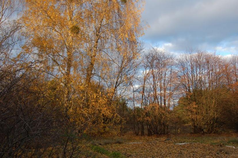 Хоцьки з panoramio.com - Хоцки