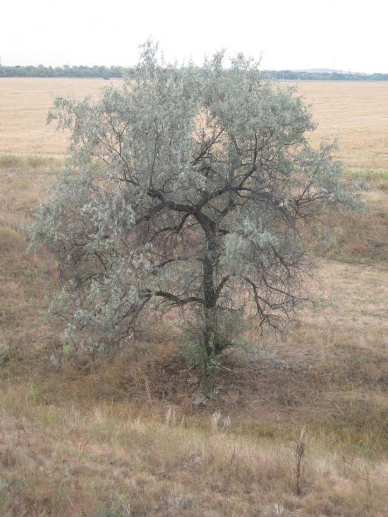 Фрунзе з panoramio.com - Фрунзе