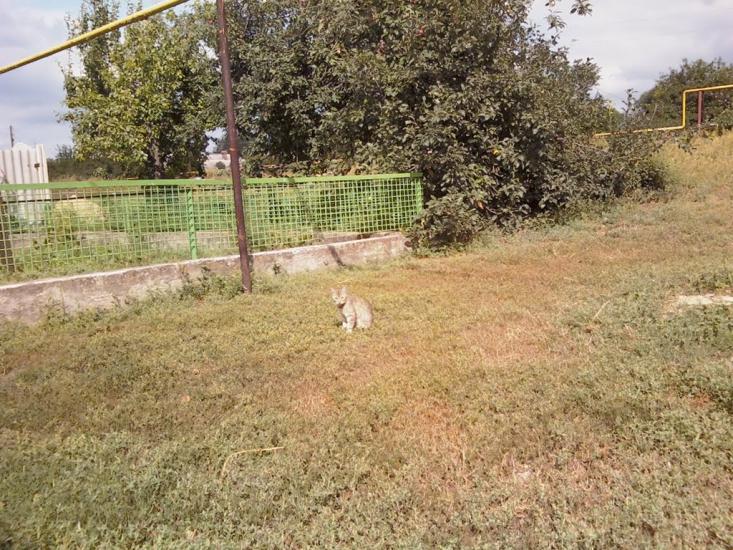 Новоганнівка з panoramio.com - Новоганновка